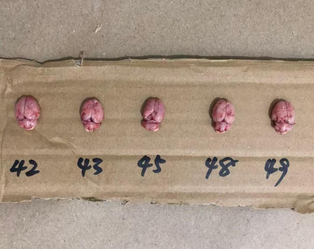 SD大鼠脑瘤模型-脑组织3