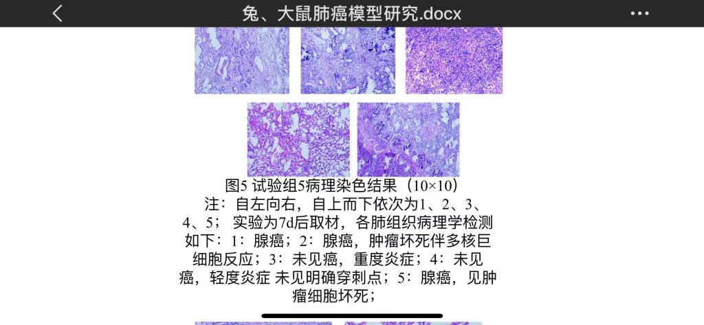 实验兔肺肿瘤模型病理图片1