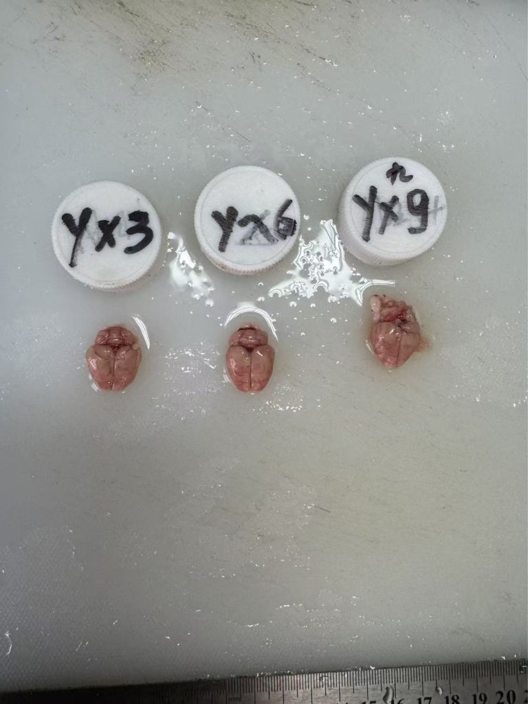 SD大鼠脑瘤组织剖面1