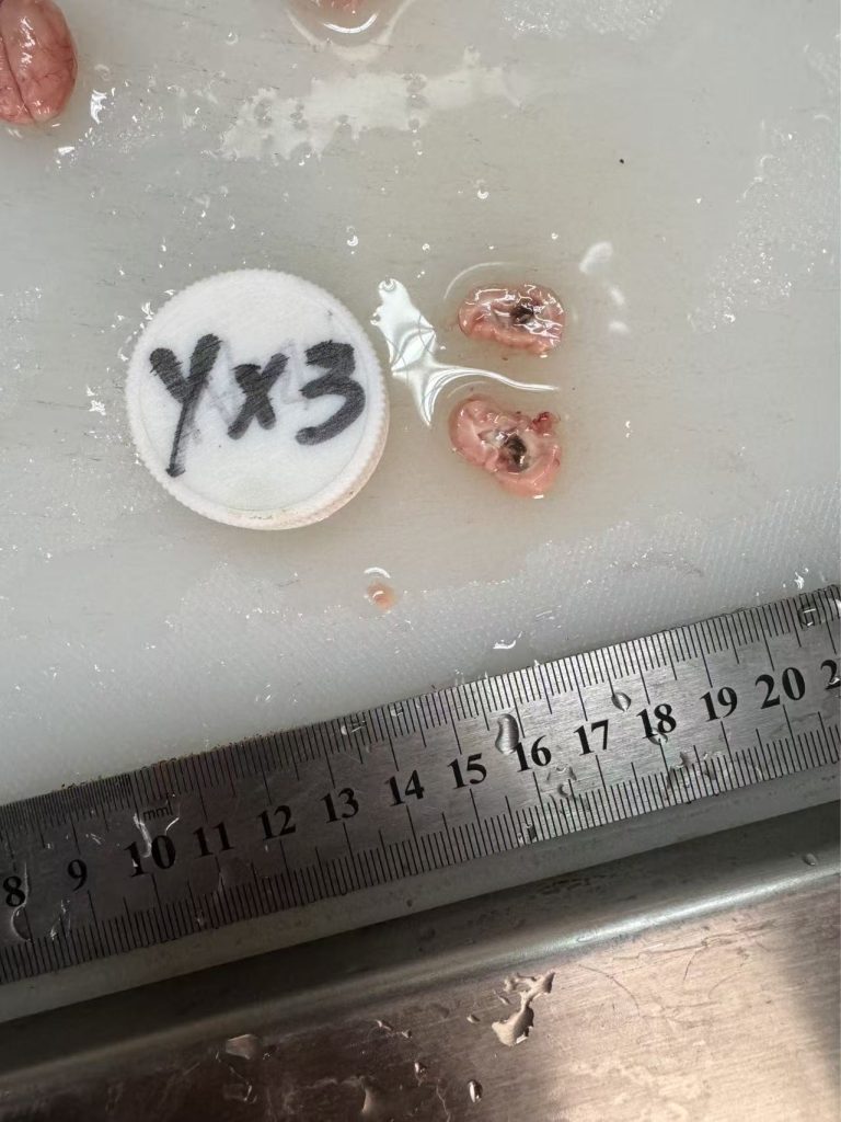 SD大鼠脑瘤组织剖面2