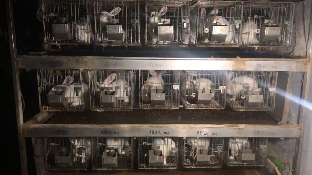 实验兔分组