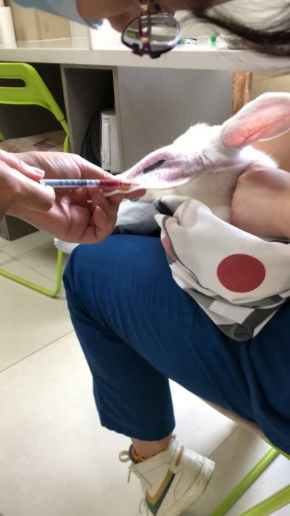 白免给药后采血