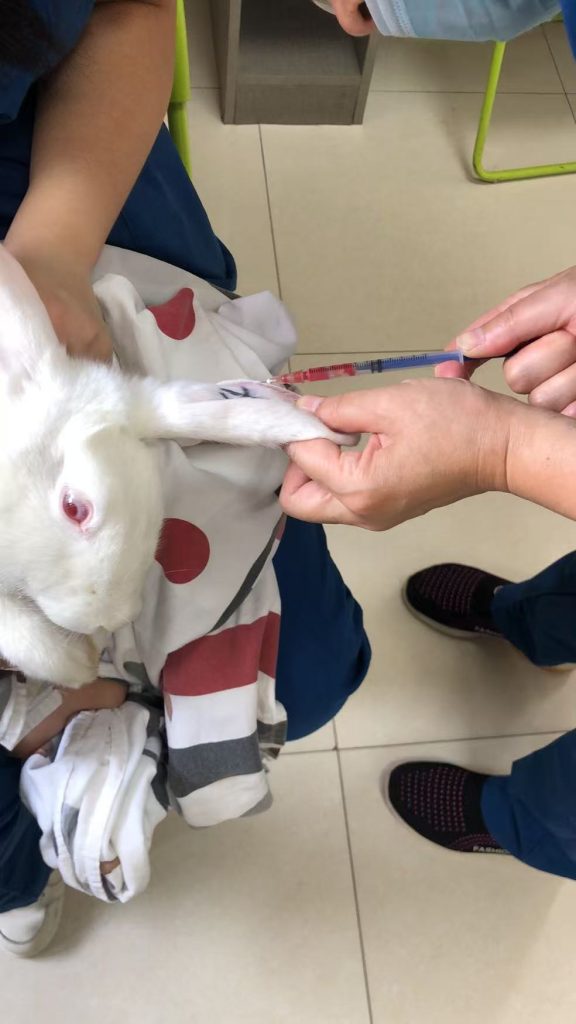 白免给药后采血