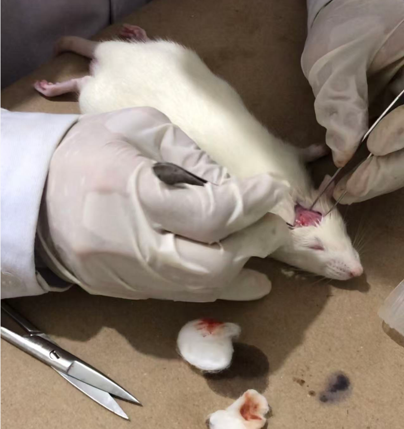SD大鼠脑瘤模型头皮切开后