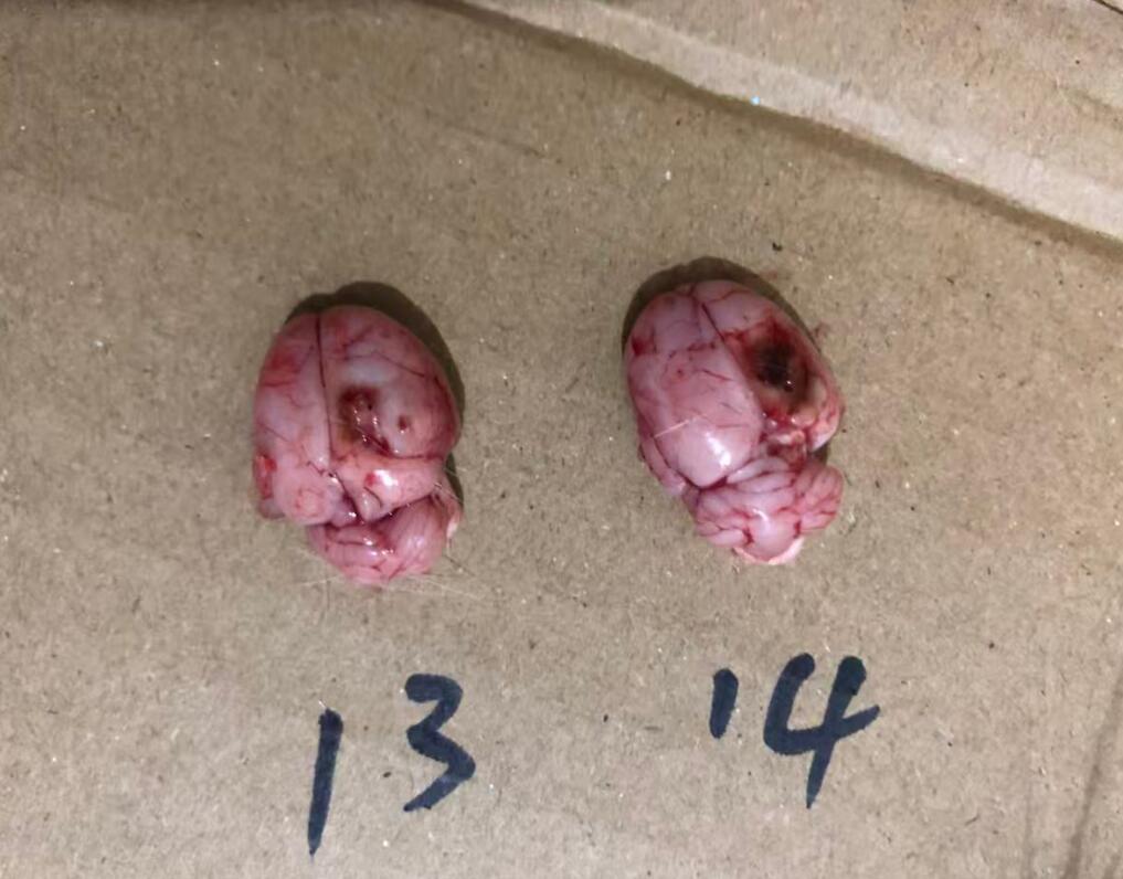 SD大鼠脑瘤模型-脑组织1