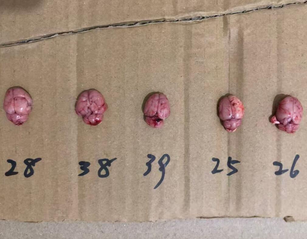 SD大鼠脑瘤模型-脑组织2